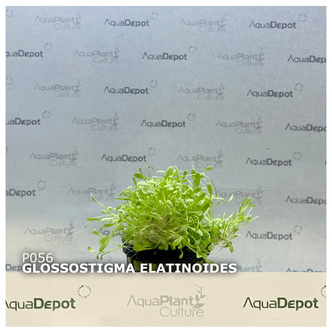 Glossostigma elatinoides EMERSED/POTTED x 5 Buy