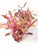 Alternanthera tenella EMERSED/POTTED Pink Alt
