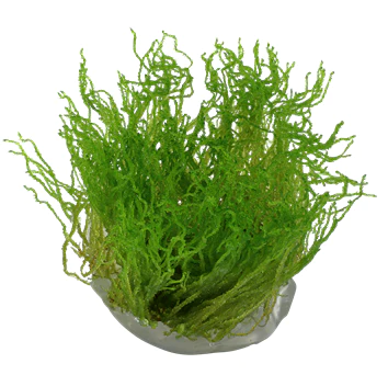 Tissue Culture Cup Taxiphyllum 'Flame moss'