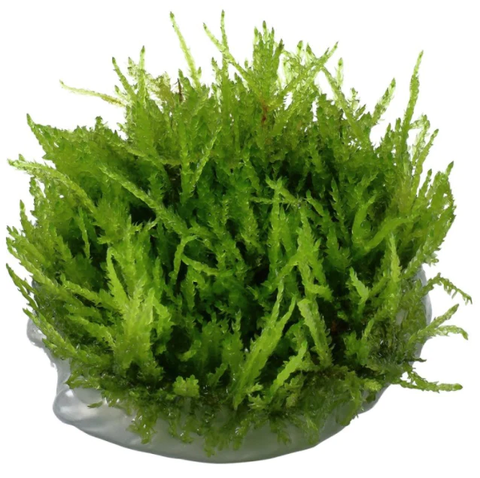 Tissue Culture Cup Vesicularia ferriei 'Weeping moss'