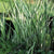 Acorus gramineus variegatus EMERSED/POTTED Variegated Rush
