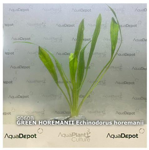 Echinodorus horemanii SUBMERSED/POTTED Green Horemanii
