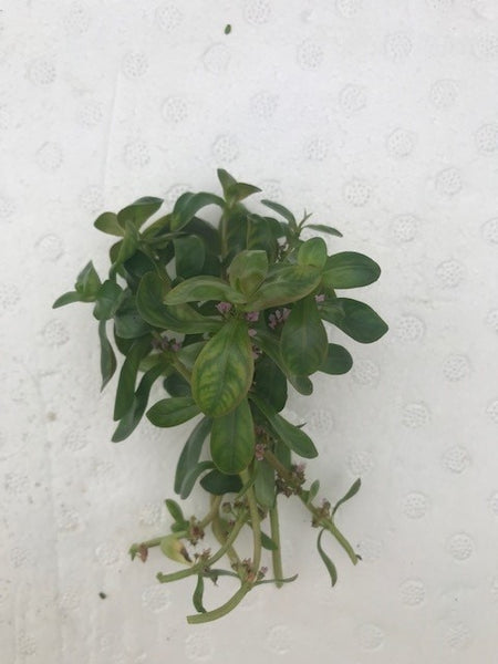 Ammania senegalensis EMERSED/BUNCH Copper Leaf