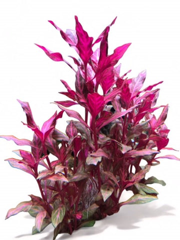 Alternanthera rosanervig SUBMERSED