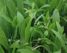 Echinodorus amazonicus Amazon sword submersed small
