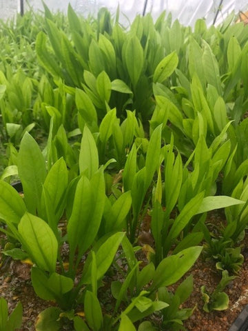 Echinodorus amazonicus Amazon sword small POTTED/EMERSED