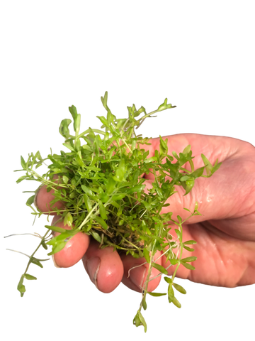 Hemianthus micranthemoides SUBMERSED Baby Tears Narrow