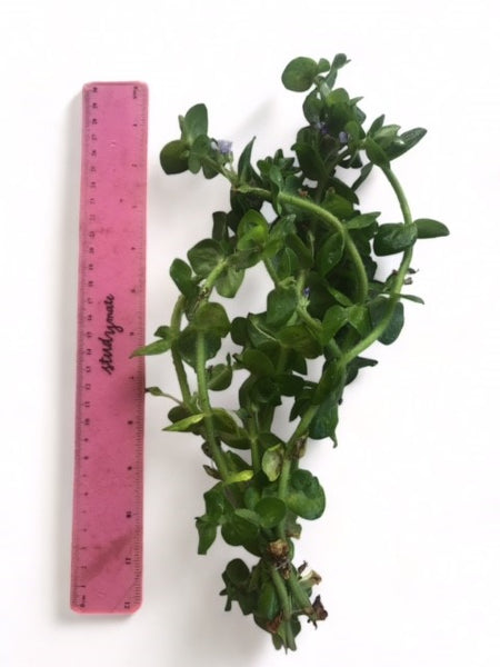 Value Bunches (Tall and Full) Bacopa caroliniana (minimum buy x 6 bunches)