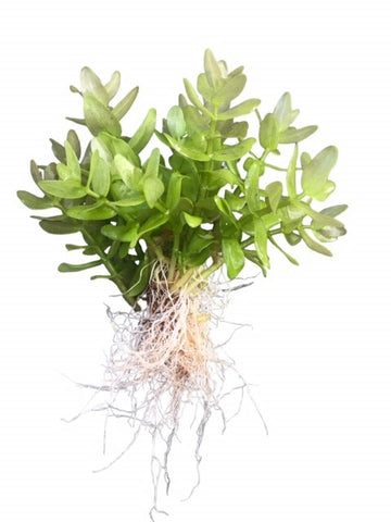 Bacopa serpyllifolia SUBMERSED/BUNCH Bacopa Japan
