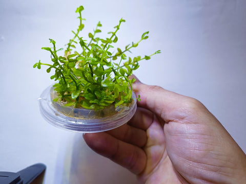 Bacopa salzmanni EMERSED/BUNCH Purple Bacopa