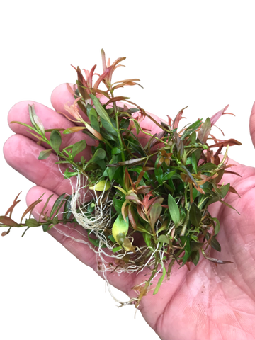 Ludwigia Brevipes SUBMERSED/BUNCH