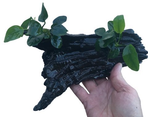 ** Decor Driftwood ** Aquascape Aquarium (Anubias)