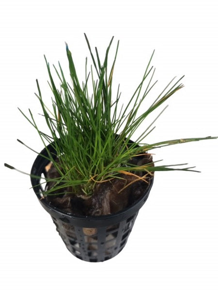 Eleocharis acicularis Hairgrass EMERSED (Not available for WA customers)