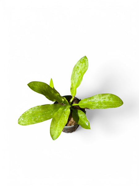 Echinodorus Major/Martii EMERSED/POTTED