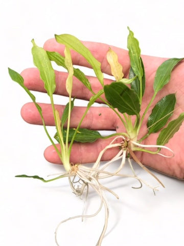 Echinodorus 'White Flame' POTTED/EMERSED