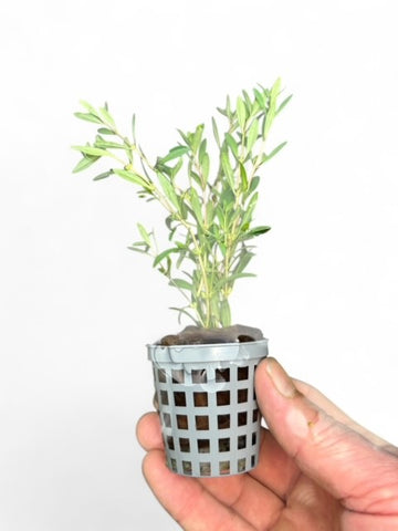 Rotala ramosoir 'Florida' POTTED/EMERSED