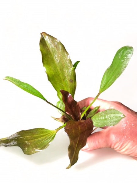 Echinodorus fancy twist SUBMERSED/POTTED
