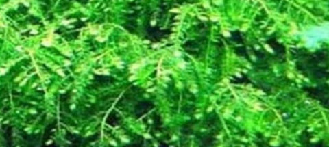 Vesicularia ferriei tub Weeping Moss (Rare)