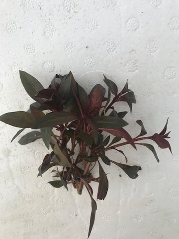 Ludwigia glandulosa EMERSED/POTTED