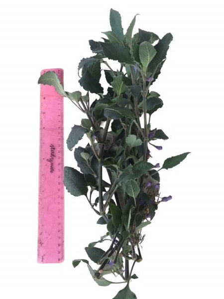 Value Bunches (Tall and Full) Nomaphila corymbosa Green Temple (minimum buy x 6 bunches)