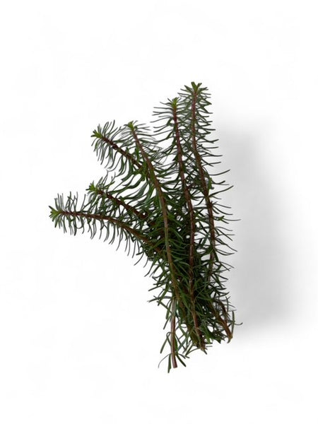 Myriophyllum 'Guyana' EMERSED