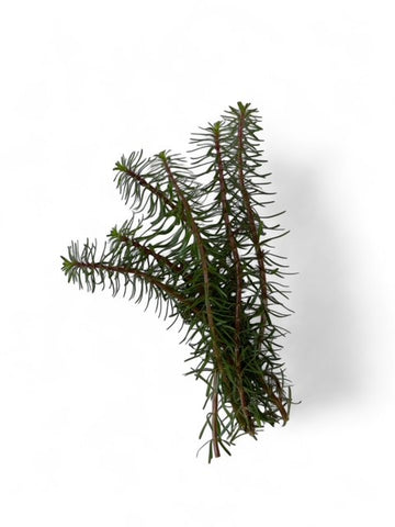 Myriophyllum 'Guyana' EMERSED