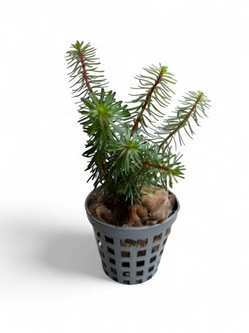 Myriophyllum 'Guyana' EMERSED/POTTED
