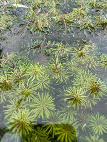 Myriophyllum 'Guyana' SUBMERSED