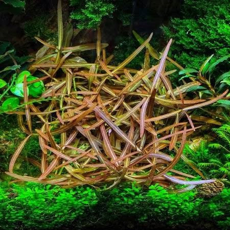 Hygrophila Araguaia SUBMERSED/BUNCH