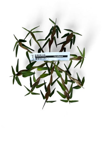 Hygroryza aristate x 10 plant buy (Floating ideal for baby fish and Betta)