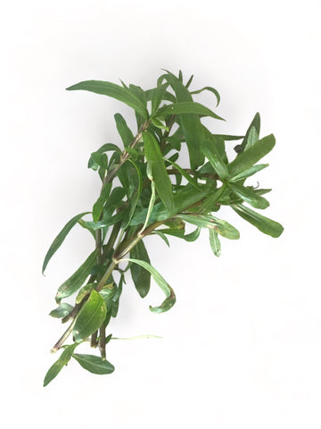 Hygrophila ‘tiger’ EMERSED/BUNCH