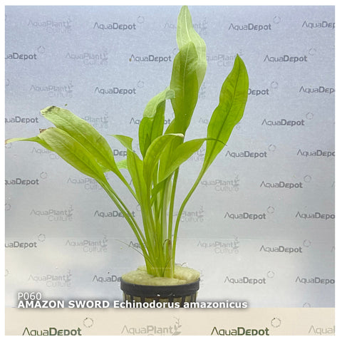 Echinodorus amazonica EMERSED/POTTED Amazon Sword Large