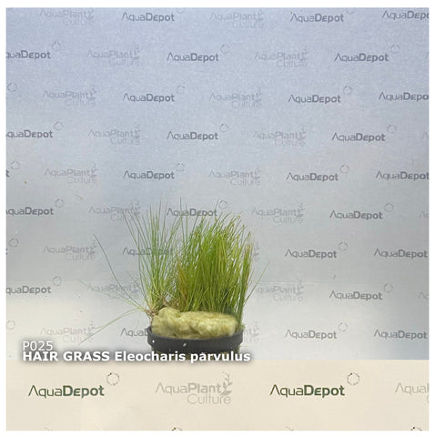 Eleocharis parvulus EMERSED/POTTED x 10 Buy (Not Available in WA)