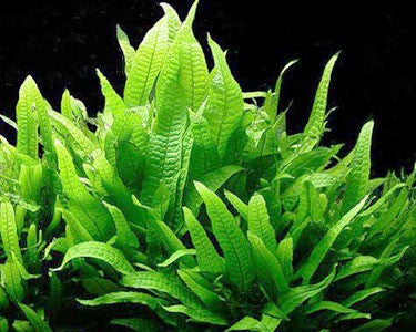 Microsorum pteropus EMERSED/POTTED Java Fern Regular