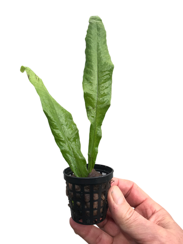 Microsorum pteropus Java Fern Regular Small x 15 Buy