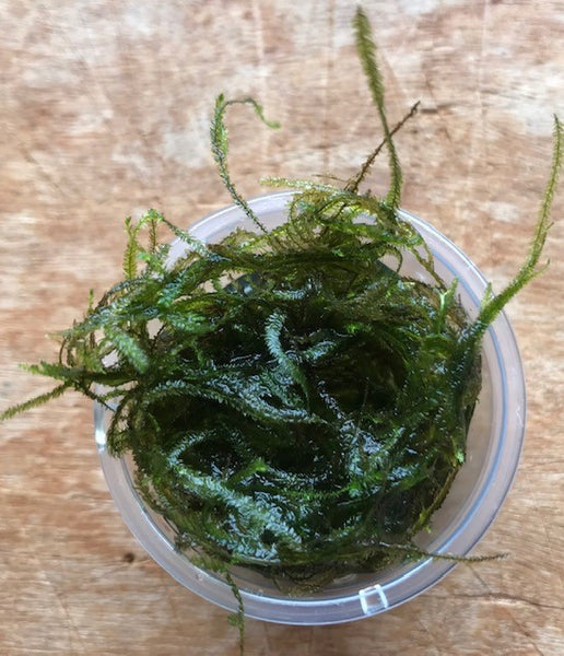 Vesicularia dubyana SUBMERSED/TUB large Java Moss x 10 Buy