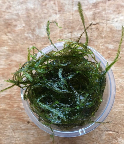 Vesicularia dubyana SUBMERSED/TUB large Java Moss x 10 Buy