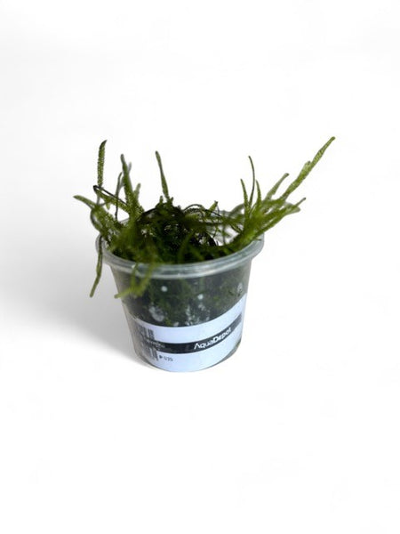 Vesicularia dubyana SUBMERSED/TUB small Java Moss x 10 Buy