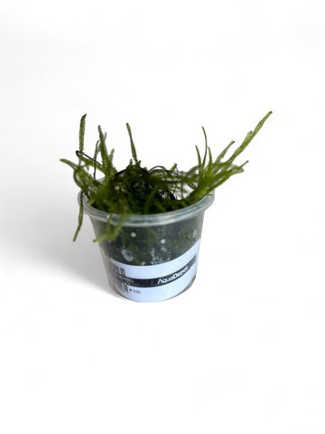 Vesicularia dubyana SUBMERSED/TUB small Java Moss x 10 Buy