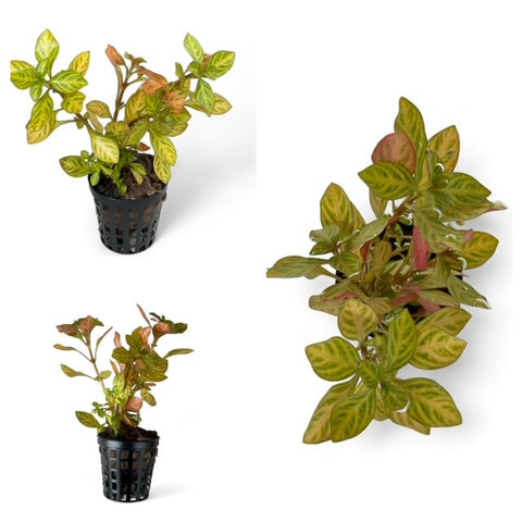 Ludwigia Atlantis “dark orange” EMERSED/BUNCH