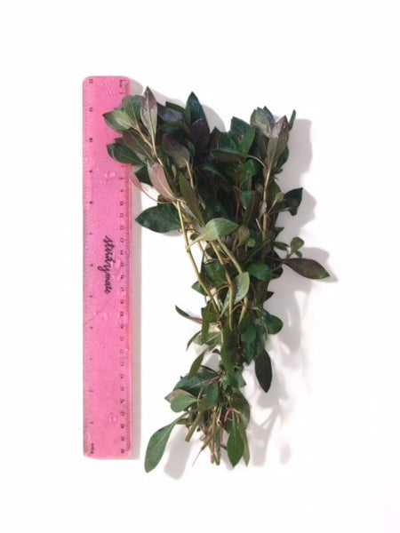 Value Bunches (Tall and Full) Ludwigia Rubin (minimum buy x 6 bunches)