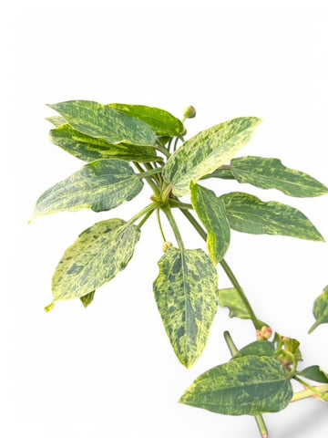 Echinodorus 'Marble Queen' EMERSED (Limited stock)
