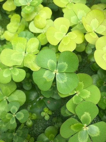 Marsilea drummondii EMERSED/POTTED