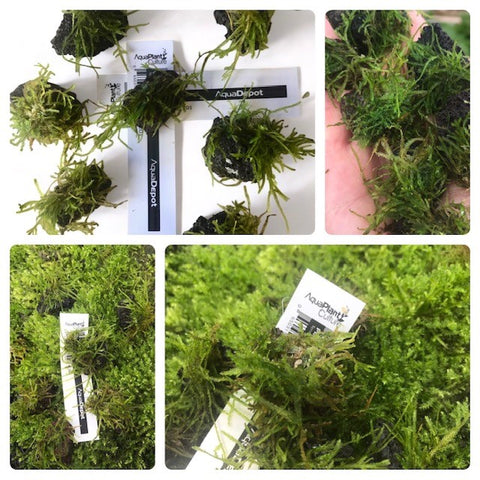 Mini Moss Stones (bulk buy save)