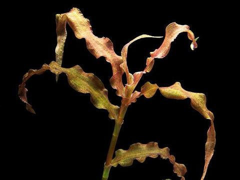 Murdannia engelsii EMERSED/BUNCH