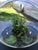 Natura Garden x 3 Buy