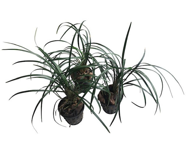 Ophiopogon japonicus EMERSED/POTTED