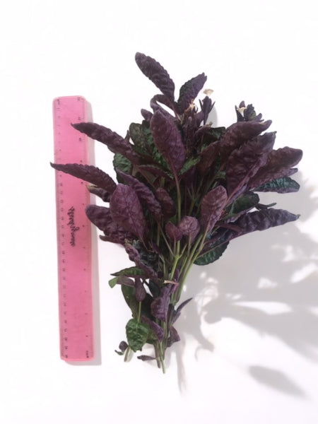 Value Bunches (Tall and Full) Hemigraphis exotica Purple Waffle (minimum buy x 6 bunches)