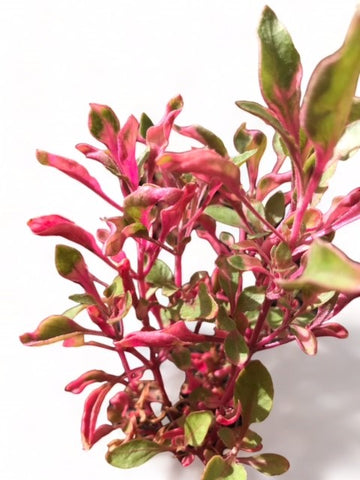 Alternanthera tenella EMERSED Pink Alt