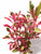 Alternanthera tenella EMERSED Pink Alt